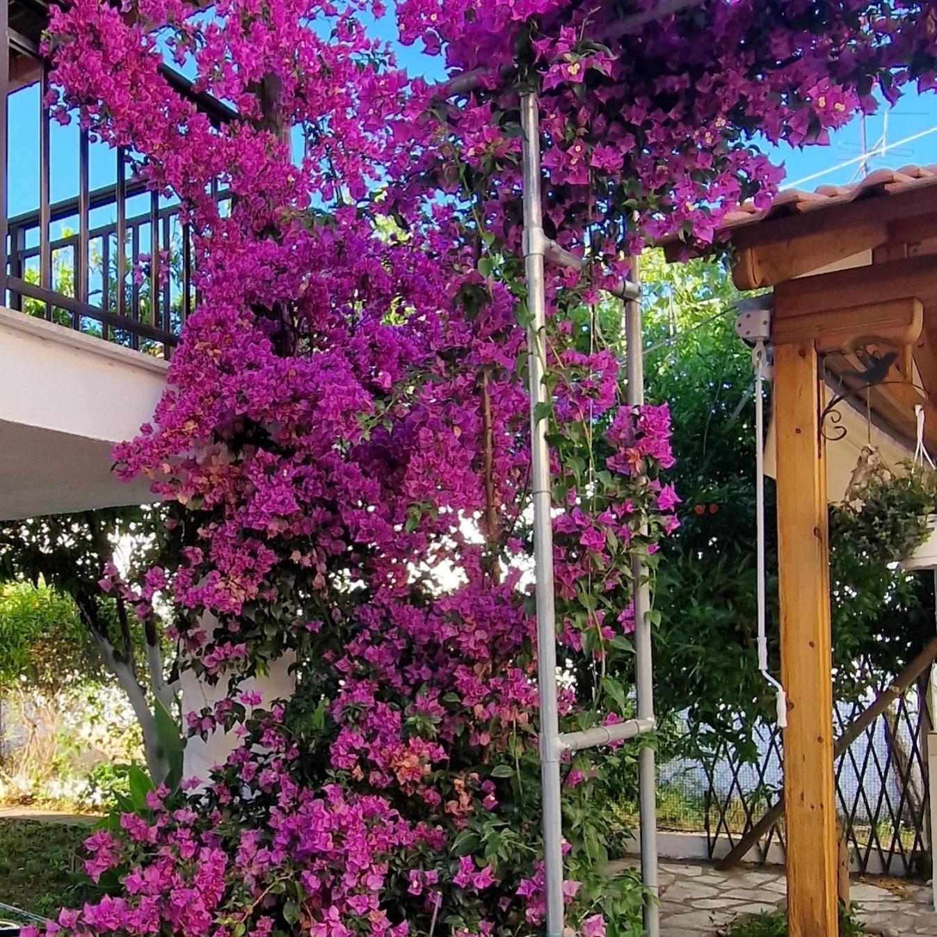 דירות אגיוס ניקולאוס Nikolaos House מראה חיצוני תמונה